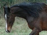 Horse Mix Quizzes,
Trivia and Puzzles