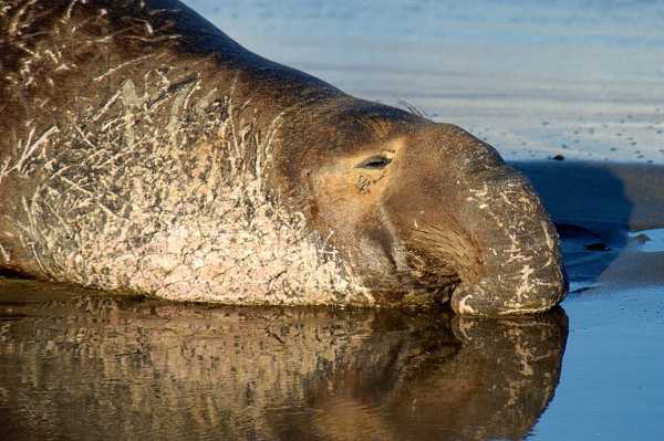 Mammals Starting with "E" Quiz | 10 Questions