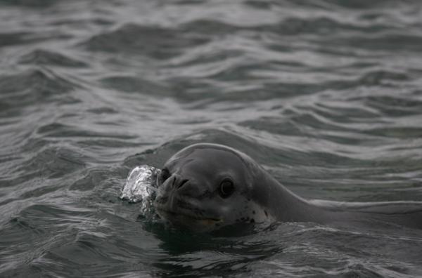 O Hai Seal