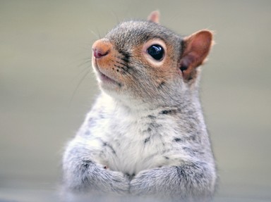 Nuts About Squirrels! Quiz / Test | Wild Mammals | 10 Questions