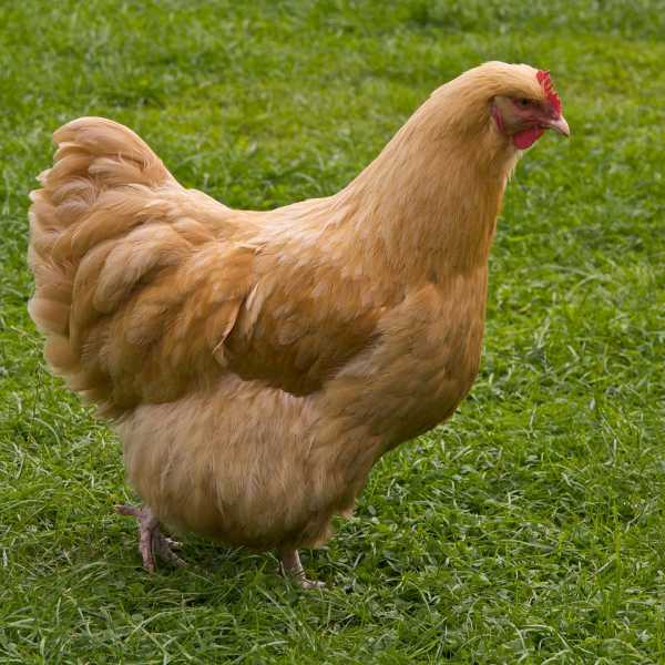 Poultry Trivia Quizzes Animal Trivia