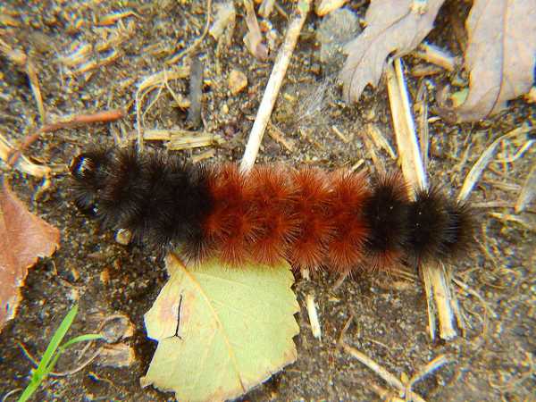 milksnake eating worm