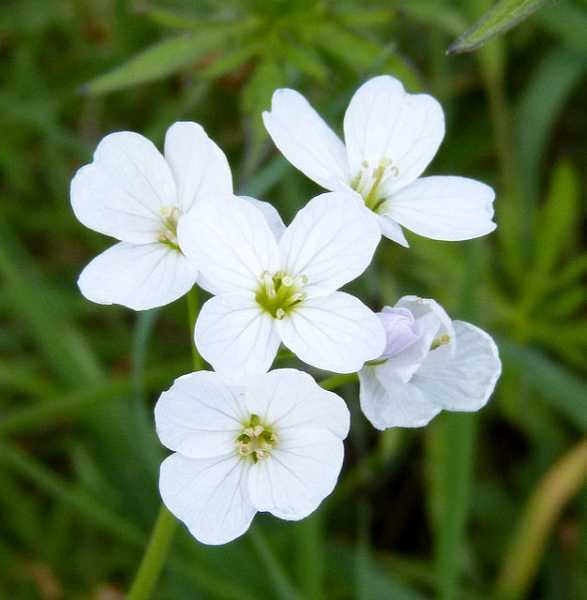 native-flowers-of-england-quiz-10-questions