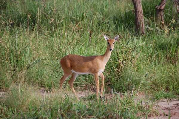 Animals of the Serengeti Quiz | 10 Questions